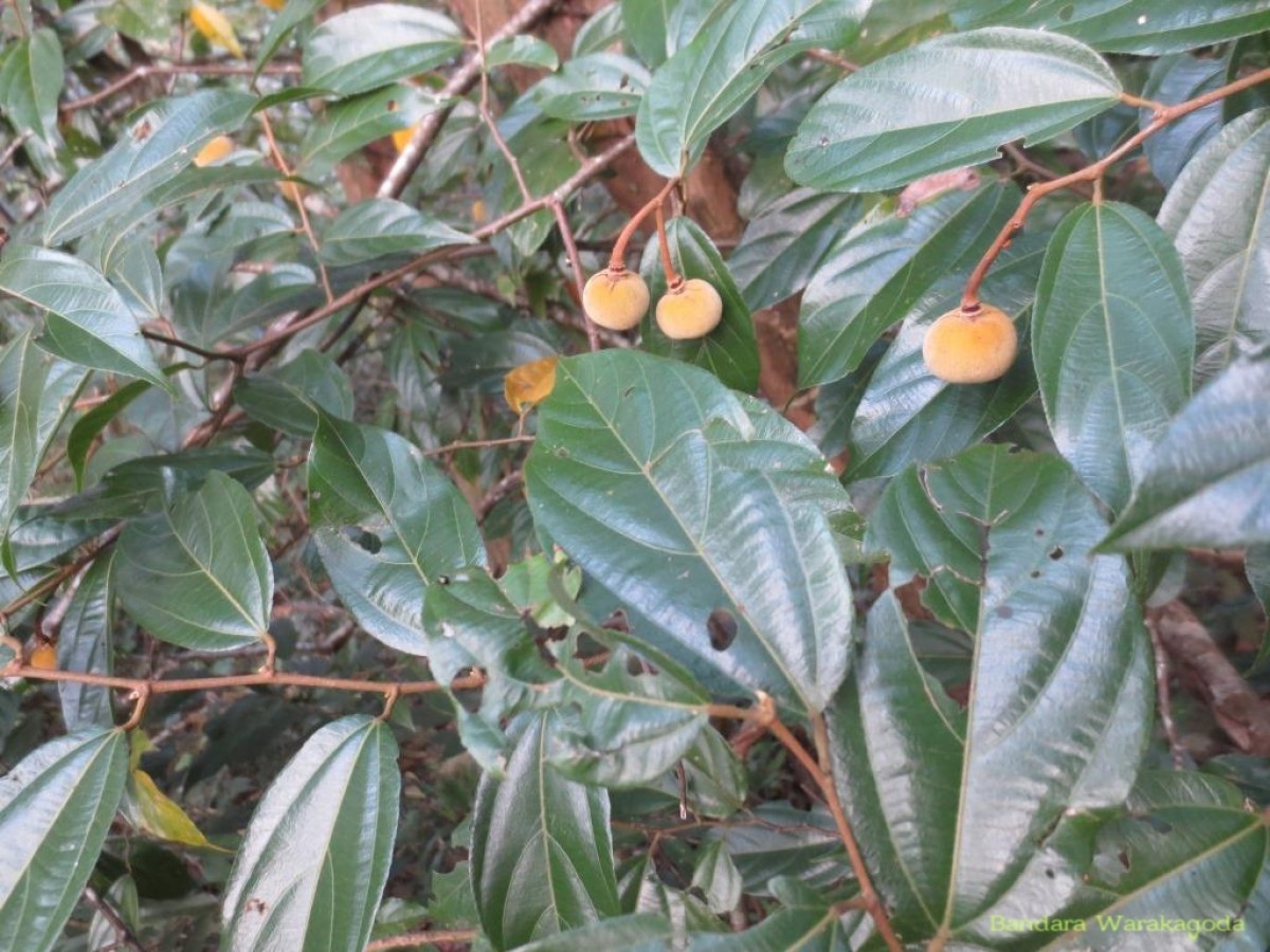 Grewia carpinifolia Juss.
